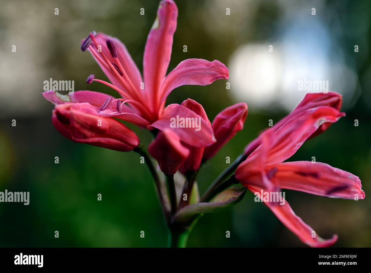 Flores de nerina roja fotografías e imágenes de alta resolución - Alamy