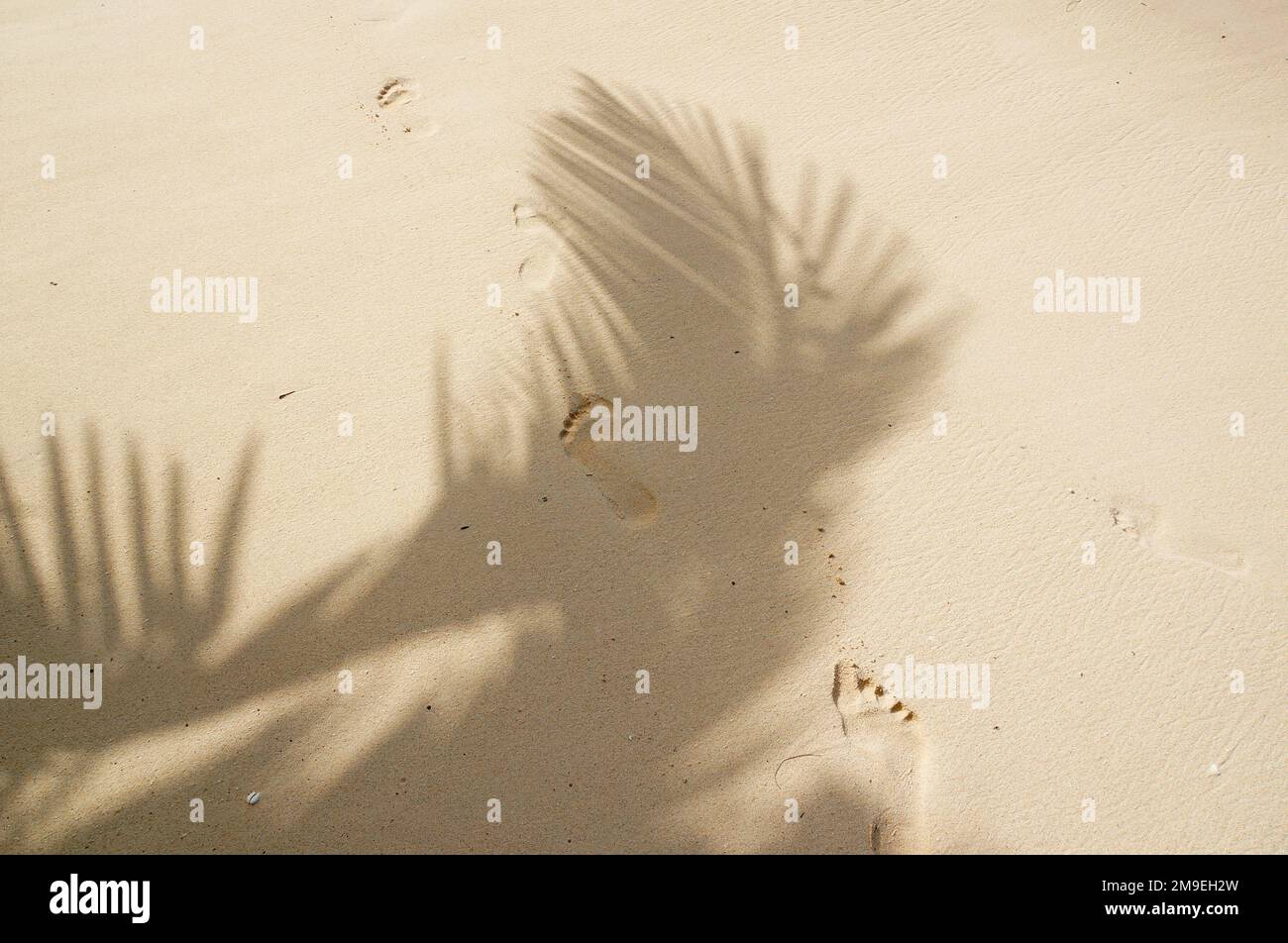 Huellas en la arena dorada a la sombra de las hojas de palmeras tropicales, Rarotonga, Islas Cook. Foto de stock