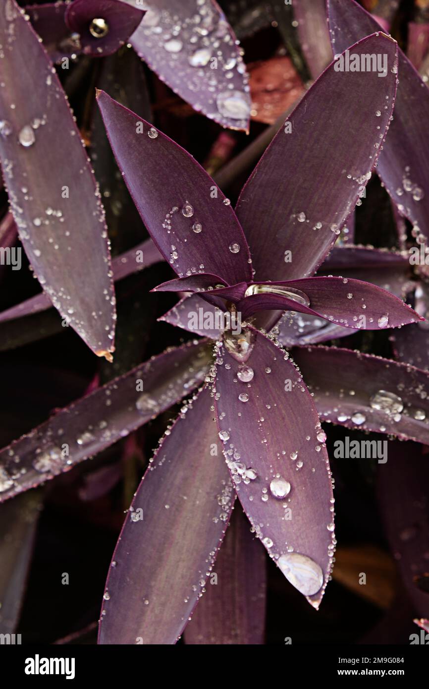 Algunas bonitas hojas de tradescantia pallida moradas con gotas de rocío Foto de stock
