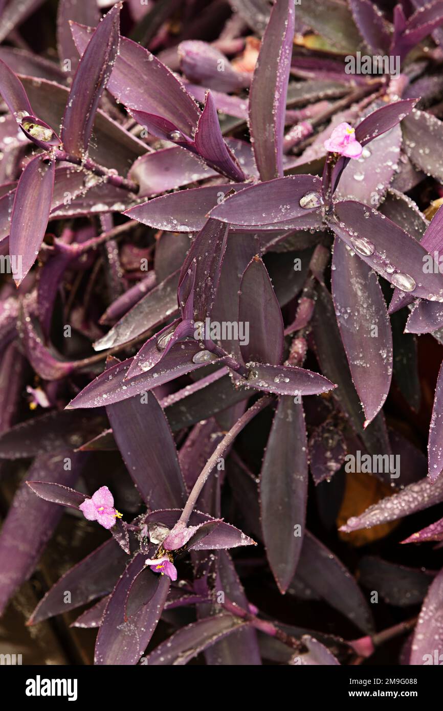 Unas bonitas hojas moradas de tradescantia pallida con gotas de rocío y sus pequeñas flores rosadas Foto de stock