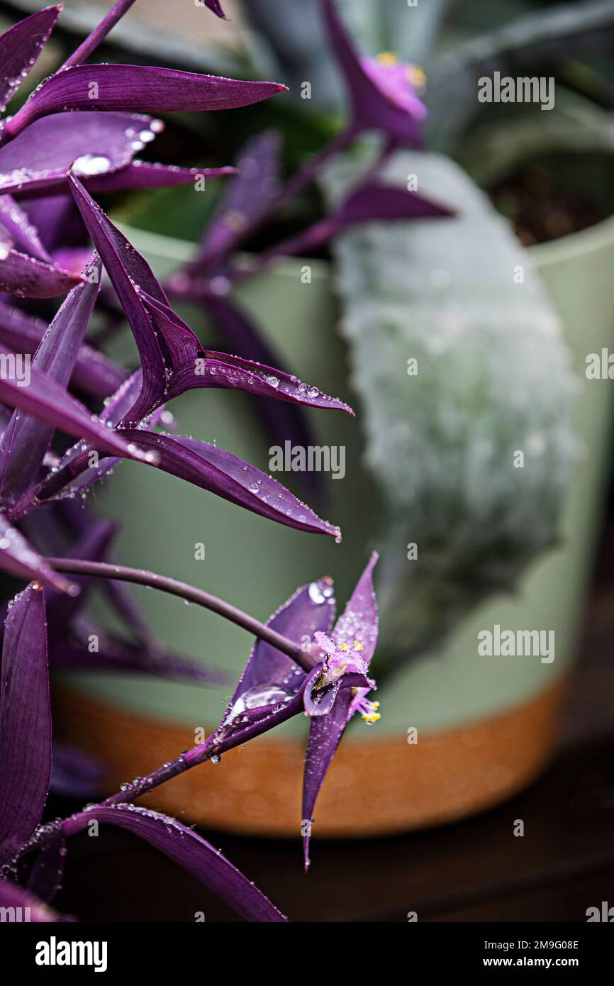 imagen de primer plano de unas bonitas hojas moradas de tradescantia pallida con gotas de rocío y sus pequeñas flores rosadas Foto de stock