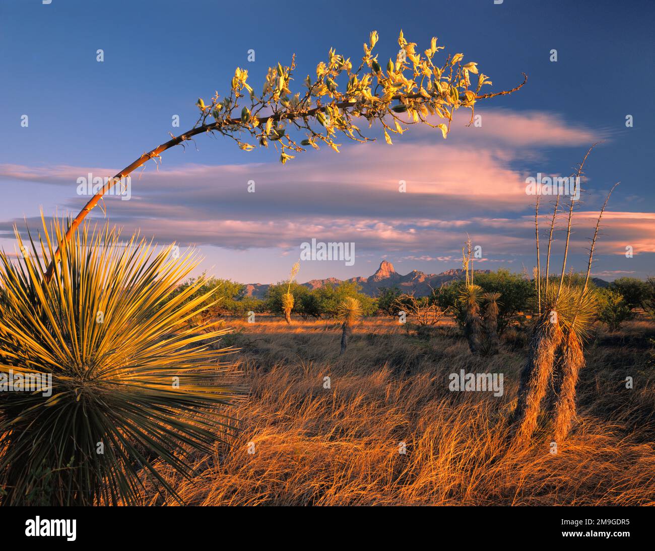 Plantas de yuca (Yucca elata) y mezquite (Prosopis velutina) en el desierto, Refugio Nacional de Vida Silvestre de Buenos Aires, Arizona, EE.UU Foto de stock