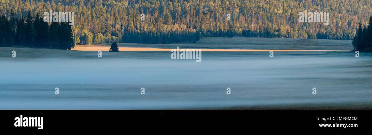 Kaibab National Forest prado en niebla al amanecer, Parque Nacional del Gran Cañón, Borde Norte, Arizona, EE.UU Foto de stock