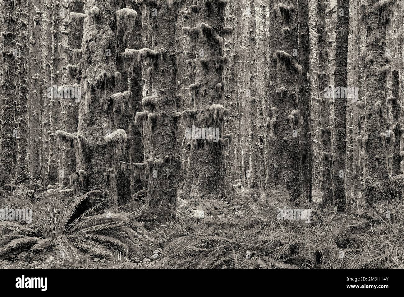 Musgo en los árboles. HOH Rain Forest. Parque Nacional de Olymipc, Washington Foto de stock