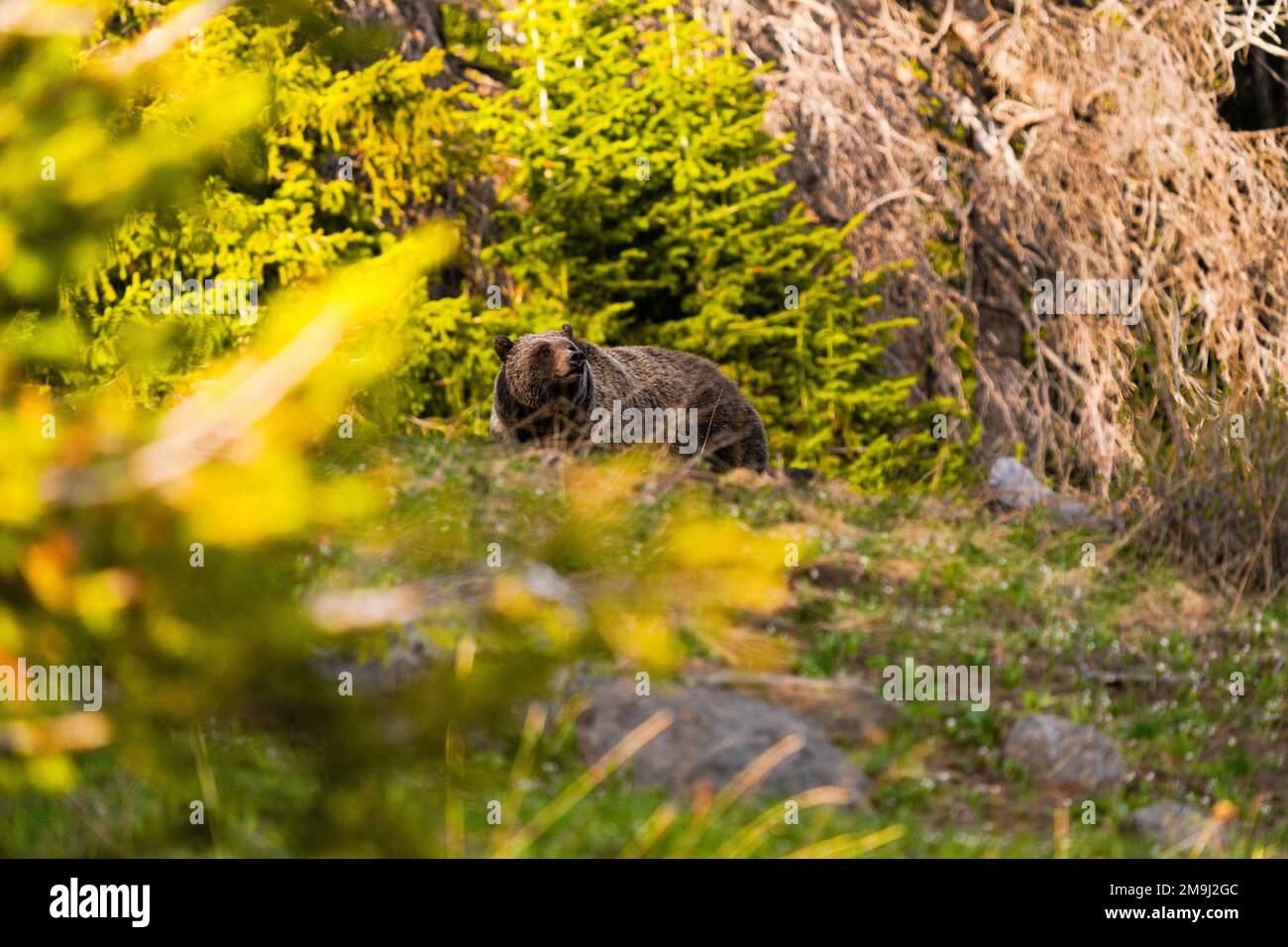 Oso pardo (Ursus arctos), Parque Nacional Grand Teton, Wyoming, EE.UU Foto de stock