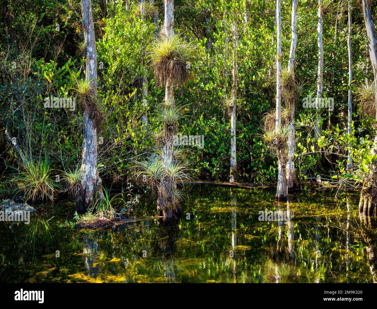 Paisaje con pantano y árboles, Loop Road, Big Cypress National Preserve, Florida, EE.UU Foto de stock