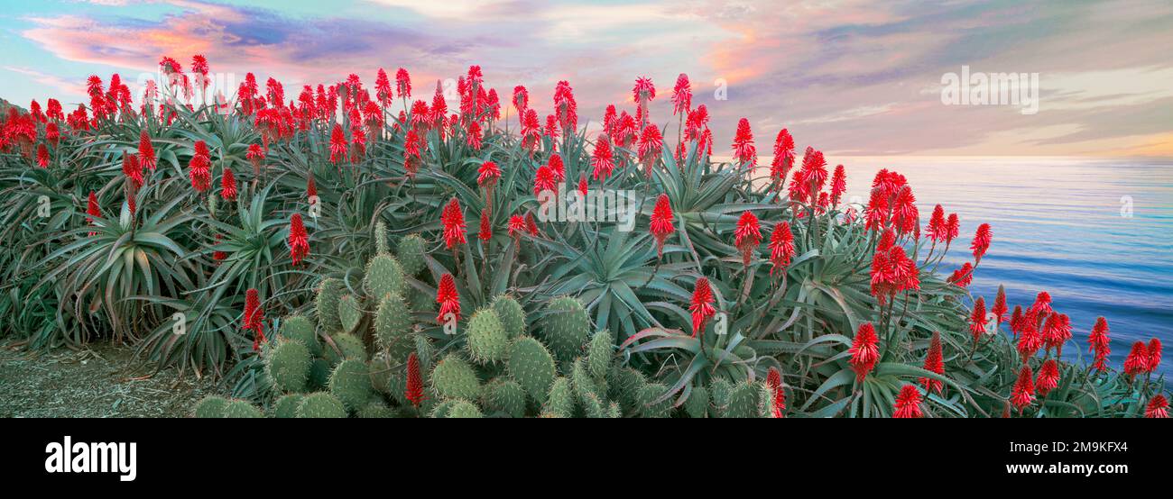 Flores rojas calientes del póker (Kniphofia) en la costa, reserva costera de Scripps, La Jolla, California, EE.UU Foto de stock