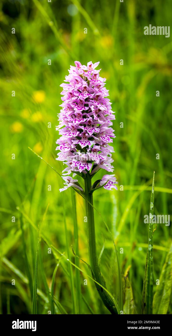 Cerca de Hebridean Spotted Orchid Foto de stock