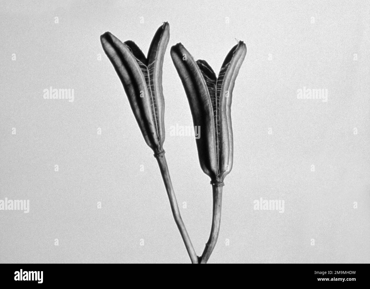 Tiro de estudio blanco y negro de flores contra fondo blanco Foto de stock