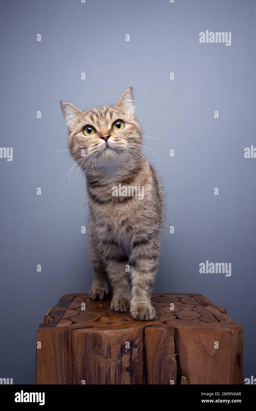 gato tabby curioso de pie en retrato de pedestal de madera sobre fondo gris con espacio de copia Foto de stock
