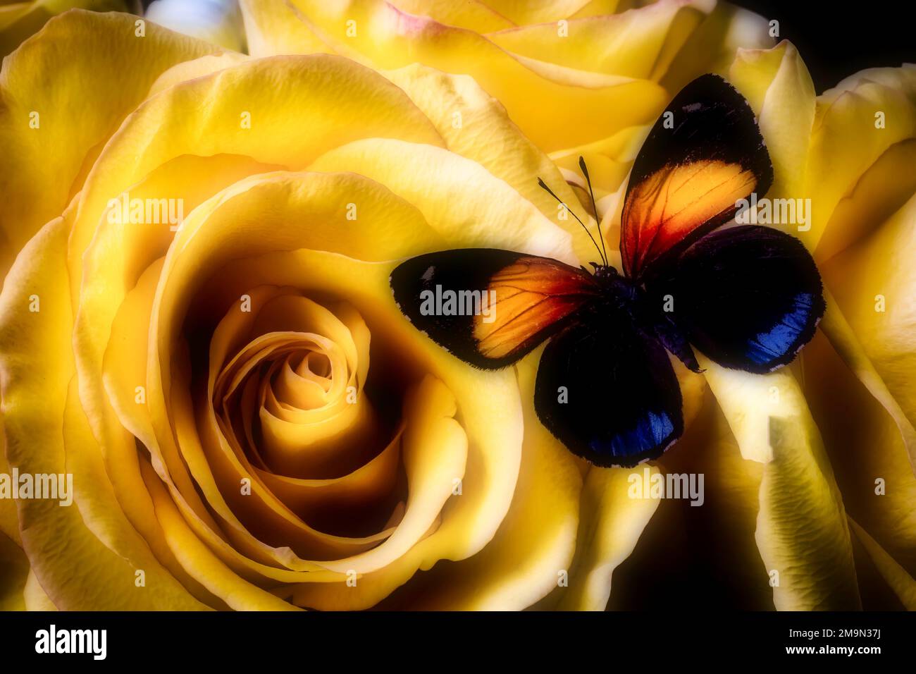 Mariposa negra naranja y rosas Foto de stock