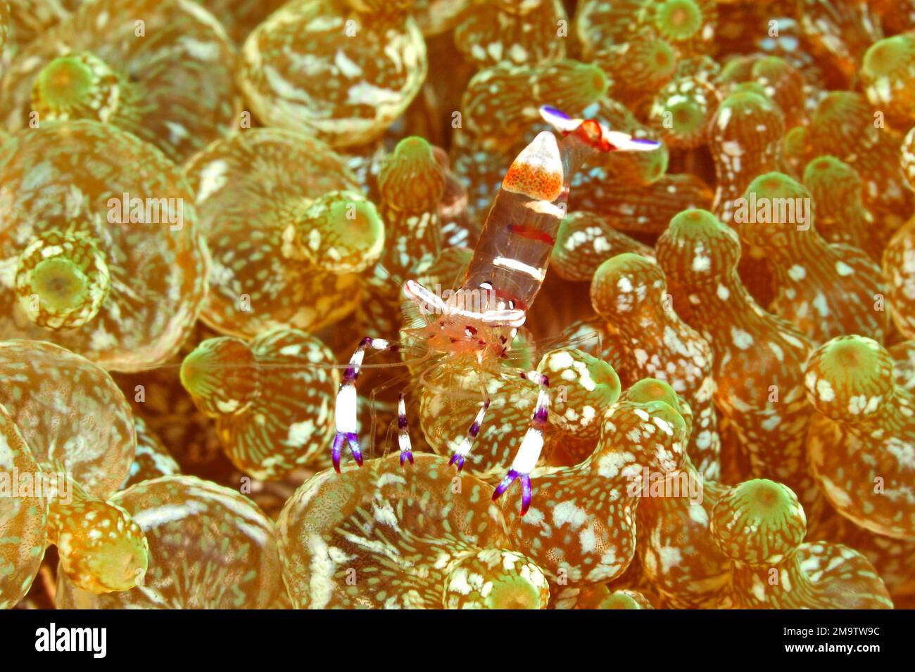 Grácil Camarón Anémona, Ancylomenes venustus. Anteriormente Periclimenes venustus. Viviendo en una Anémona de punta de burbuja, Entacmaea quadricolor. Tulamben, Bali Foto de stock