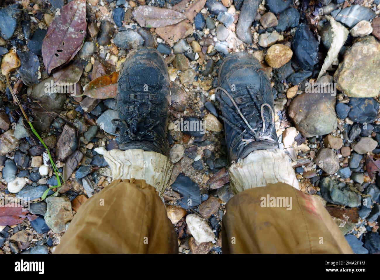 Caminante con calcetines de sanguijuelas, Earthlodge Malasia, Ulu Muda, Malasia. Sin RM ni PR Foto de stock