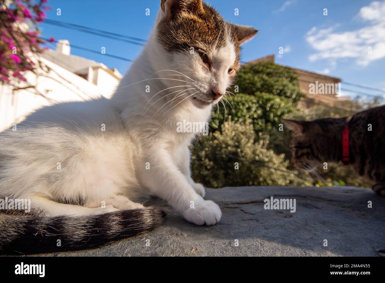 Gato blanco con cola gris encaramado en una pared en el pueblo pesquero de Cadaqués bajo el cielo azul soleado. Foto de stock