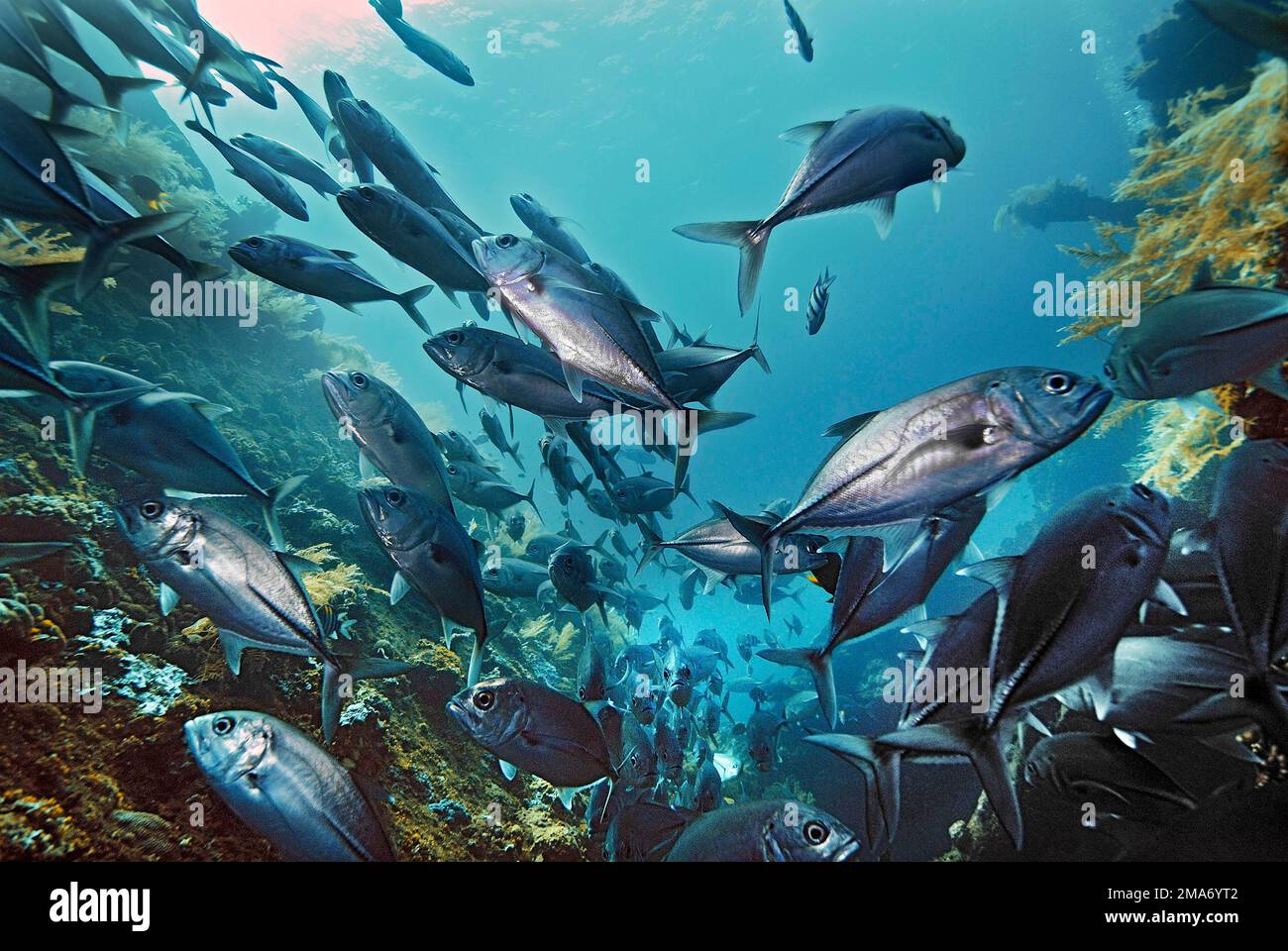 Caballa espinosa bigeye (Caranx sexfasciatus), cerca de Tulamben, Bali, Indonesia, Océano Pacífico Foto de stock