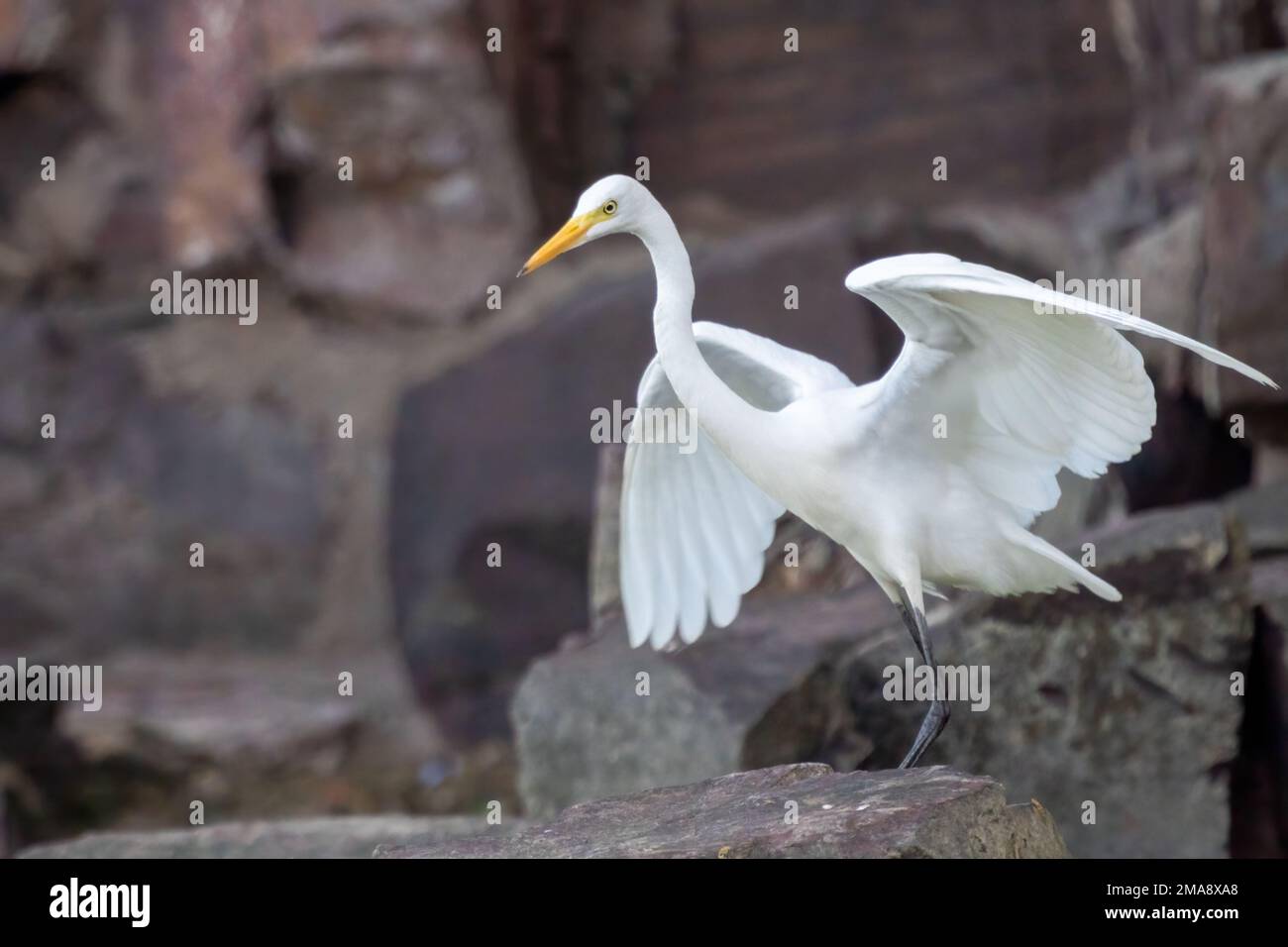 Primer plano de una gran garza de pie durante la primavera en el día soleado Foto de stock