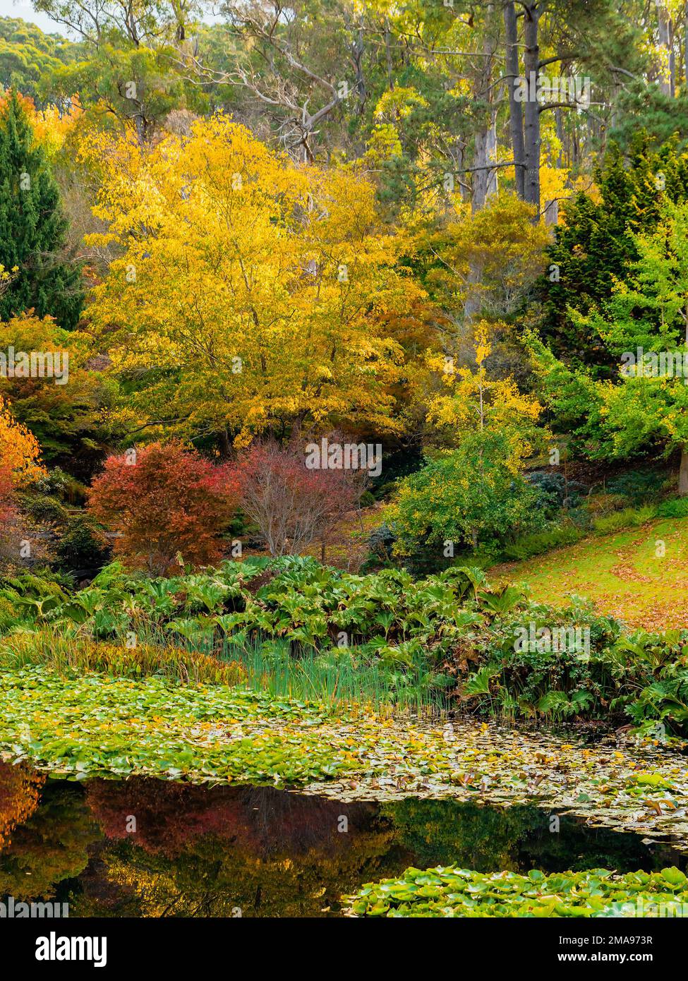 Parque público Mount Lofty en un día durante la temporada de otoño Foto de stock