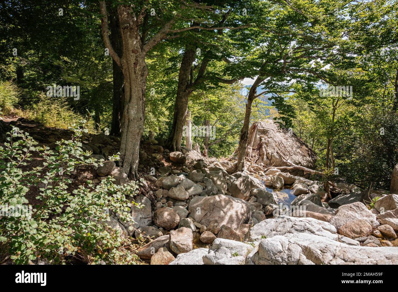 Arroyo en el bosque entre Vizzavona y E Capanelle, GR20, Córcega, Francia Foto de stock