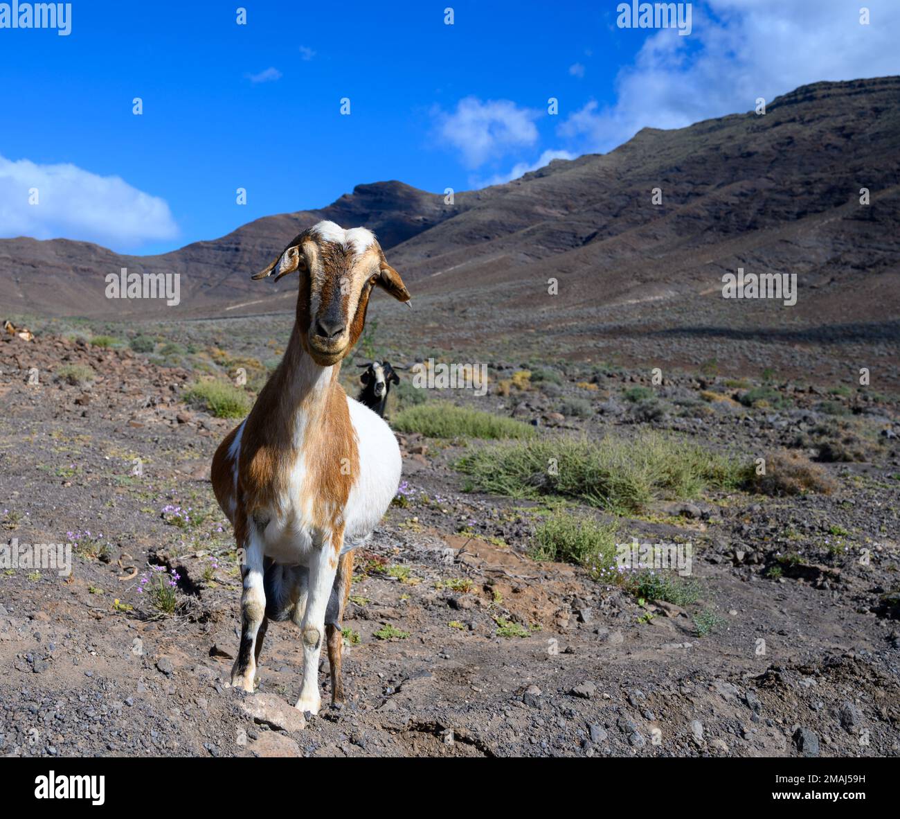 Cabras pastando en laderas volcánicas rocosas a lo largo de la