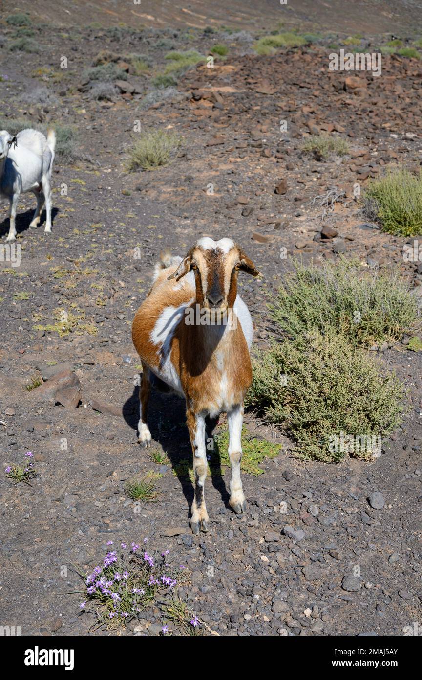 Cabras pastando en laderas volcánicas rocosas a lo largo de la