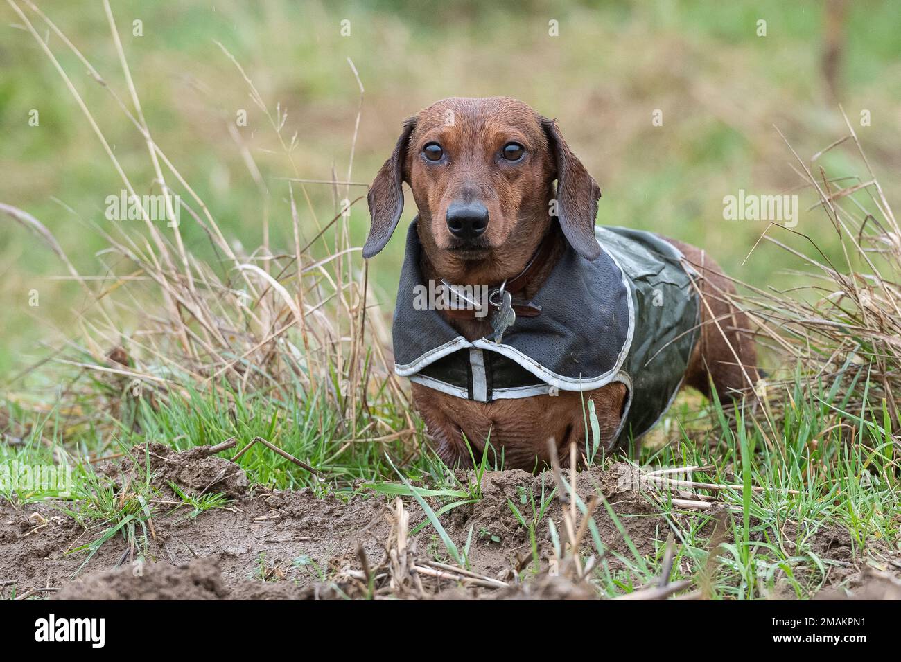 dachshund con chubasquero Fotografía de stock - Alamy