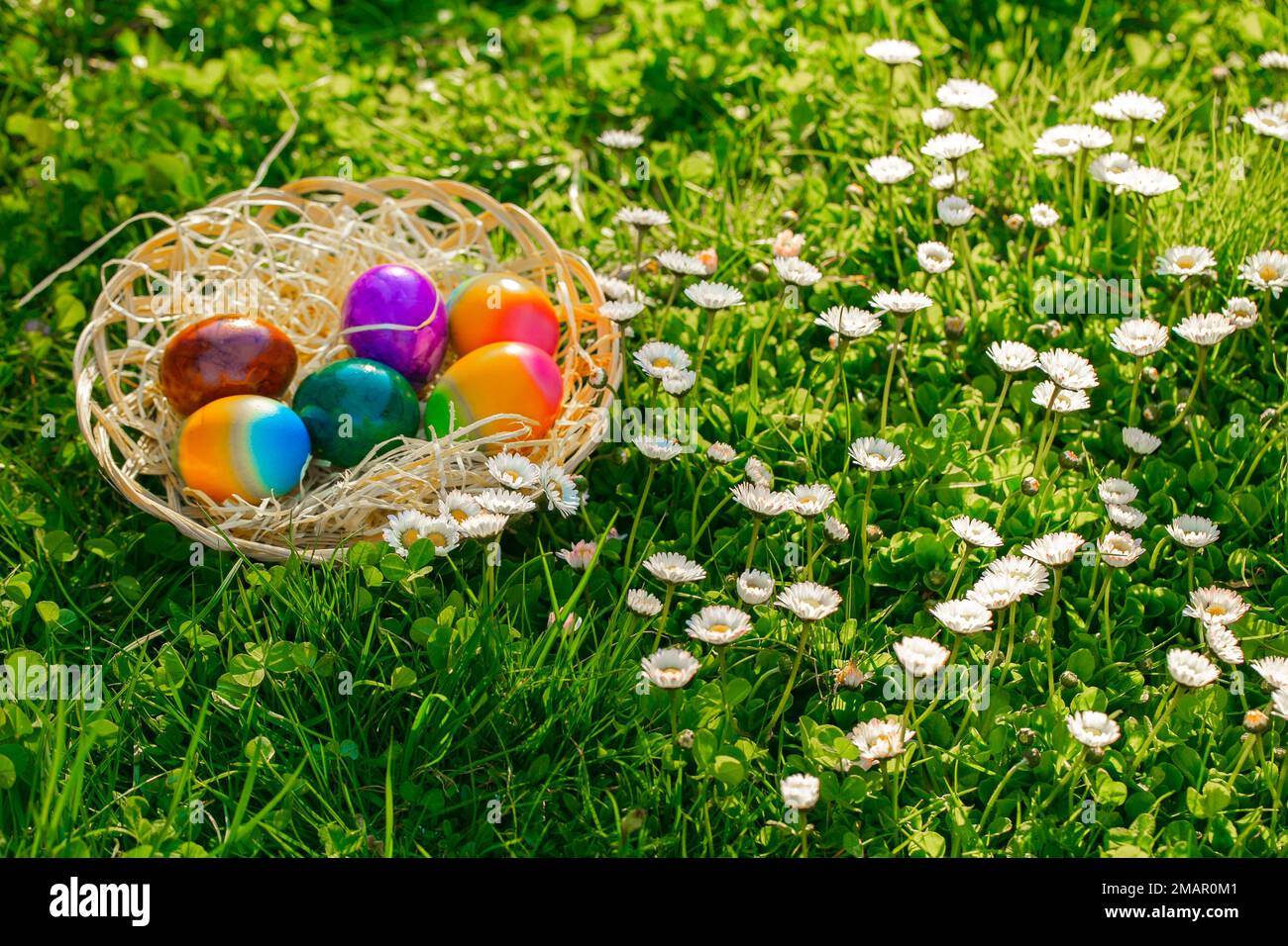 Easter Egg Hunt Childs Hand pone huevos de colores en una cesta de mimbre en un prado con daisies.Easter tradición de vacaciones. Foto de stock