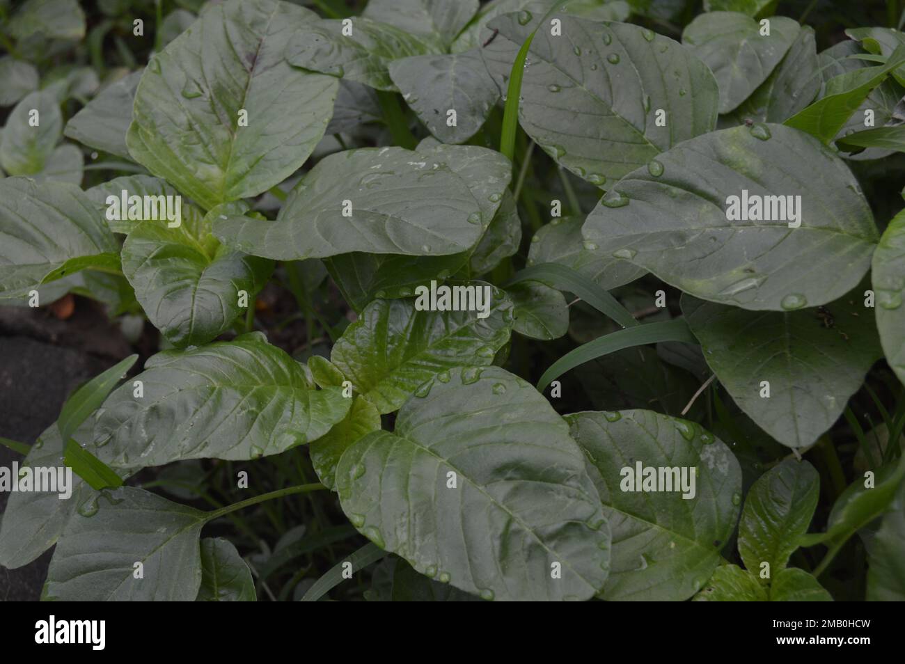 La espinaca verde o amaranto verde, con el nombre latino Amaranthus viridis, es una especie cosmopolita de la familia Aramanthaceae. Foto de stock