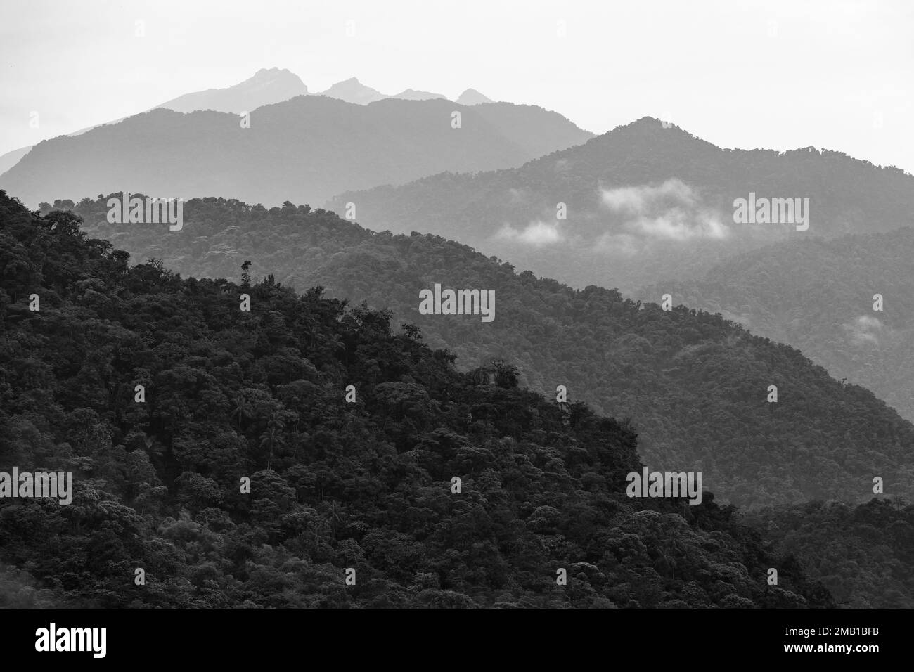 Bosque nuboso en las montañas de los Andes en blanco y negro. Foto de stock