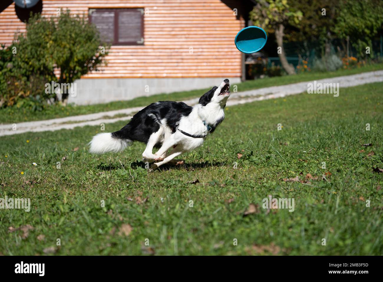perro jugando con un palo en el parque, perro blanco con manchas