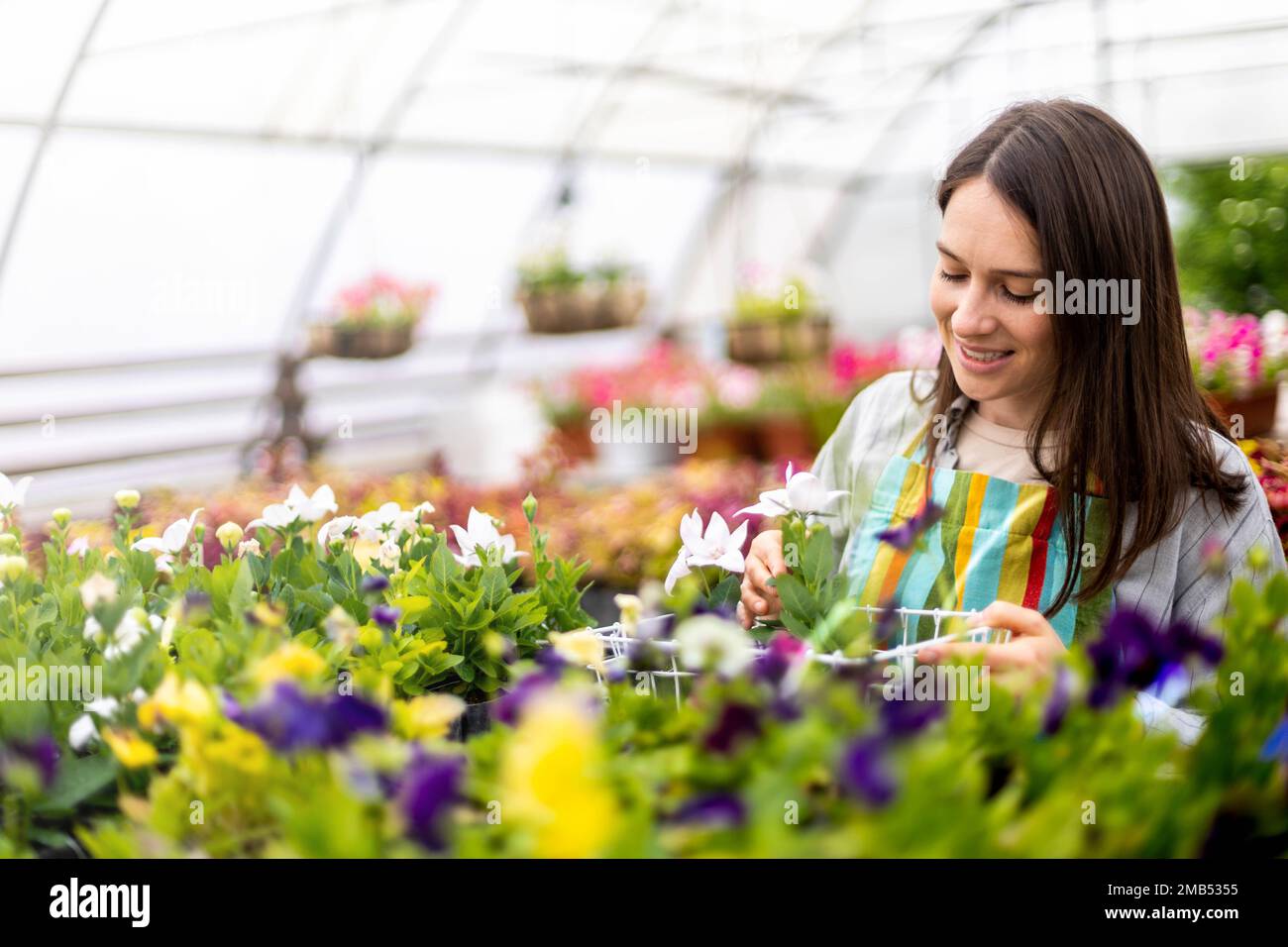 Florería mujer en delantal trabajando con plantas florales en invernadero  recogiendo flores con cajas. Agrónomo jardinero femenino que crea la  compositio de la flor Fotografía de stock - Alamy