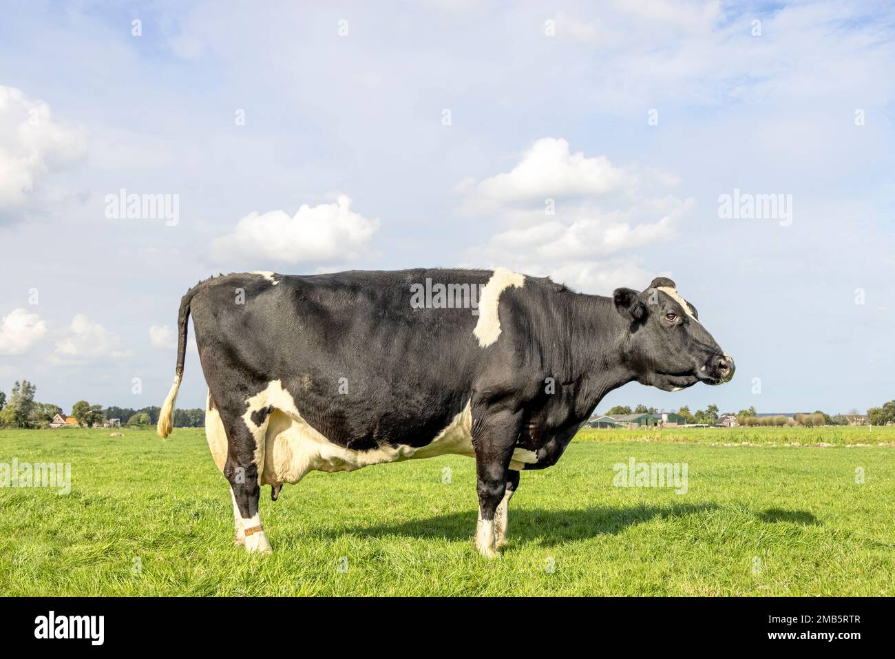Vaca vieja fotografías e imágenes de alta resolución - Página 2 - Alamy