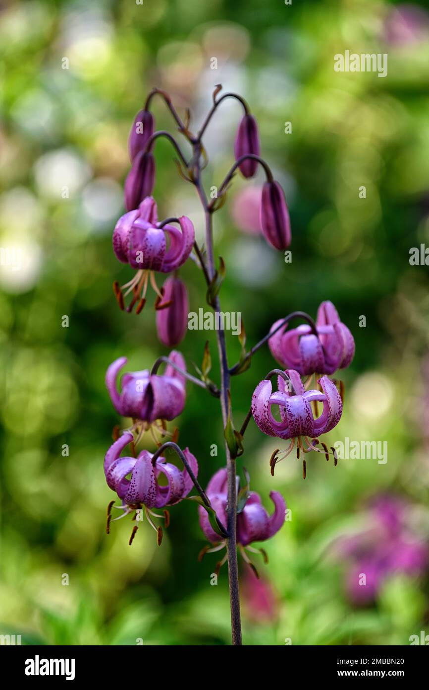 lilium martagon, lirio de martagon, lirio de turkscap, jardín de la casa, plantación de jardín de la casa, RM Floral Foto de stock