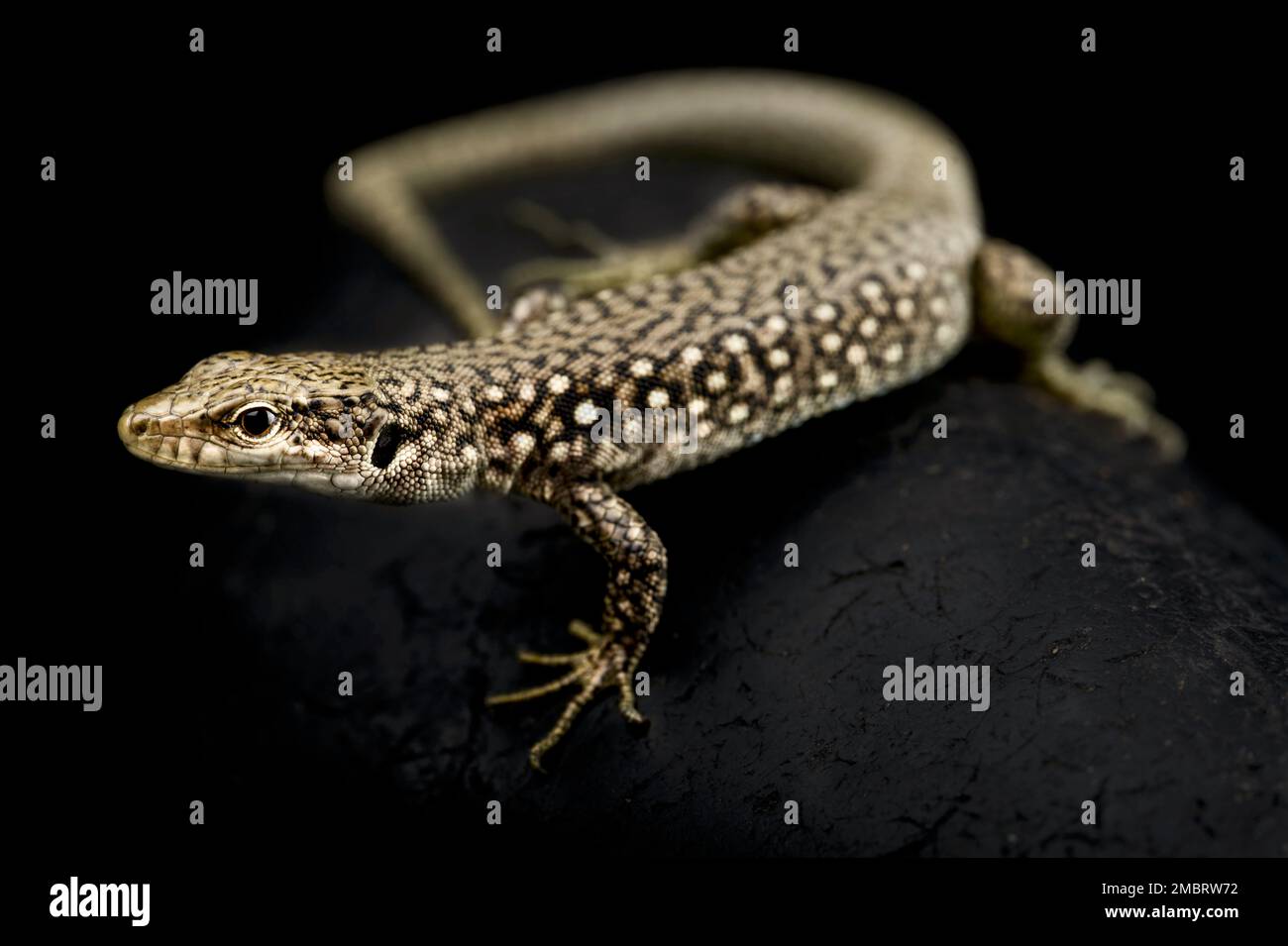 Lagarto de roca caucásica (Darevskia unisexualis) Foto de stock