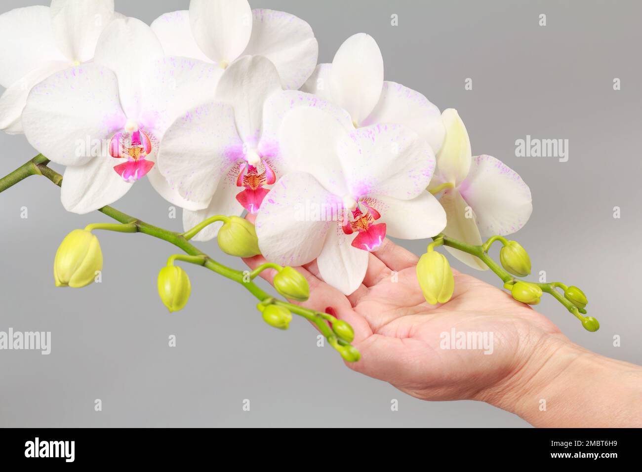 Mano de mujer sosteniendo una rama de flores blancas de la orquídea  phalaenopsis en el fondo gris. Flor tropical Fotografía de stock - Alamy