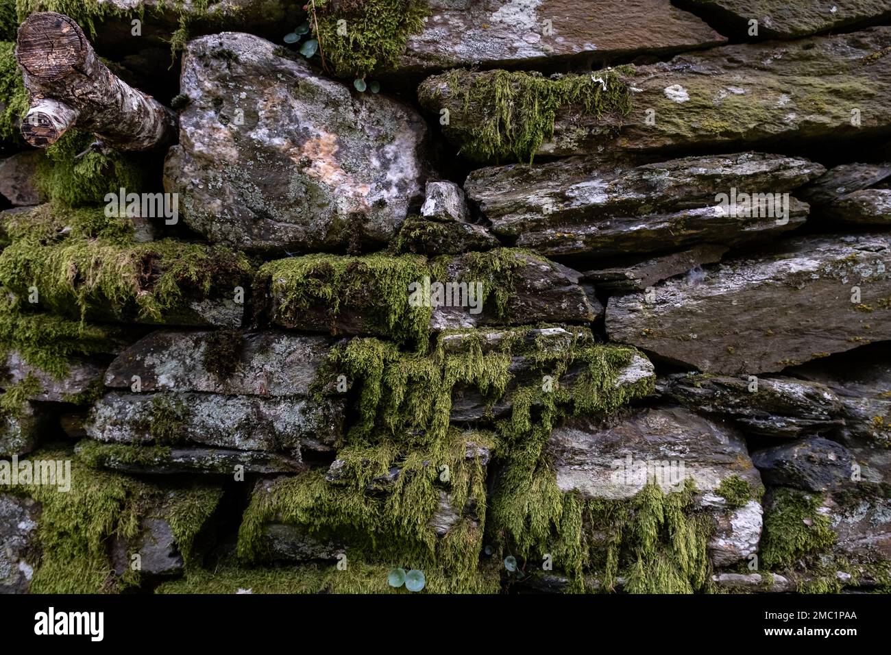 Viejo muro de piedra cubierto por musgo verde Foto de stock