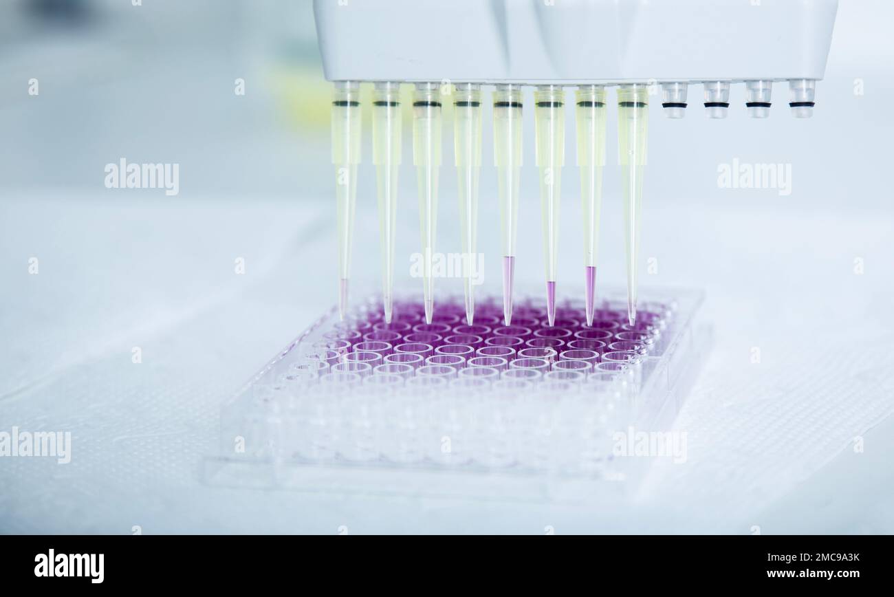 cultivo celular en el laboratorio de medicina, medicina y cultivo celular Foto de stock