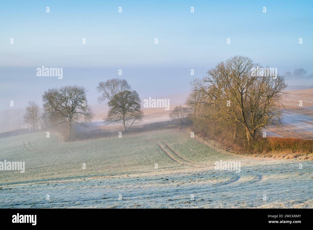 Luz del sol de la mañana de invierno sobre las tierras de cultivo heladas y brumosas en el campo de Warwickshire. Inglaterra Foto de stock
