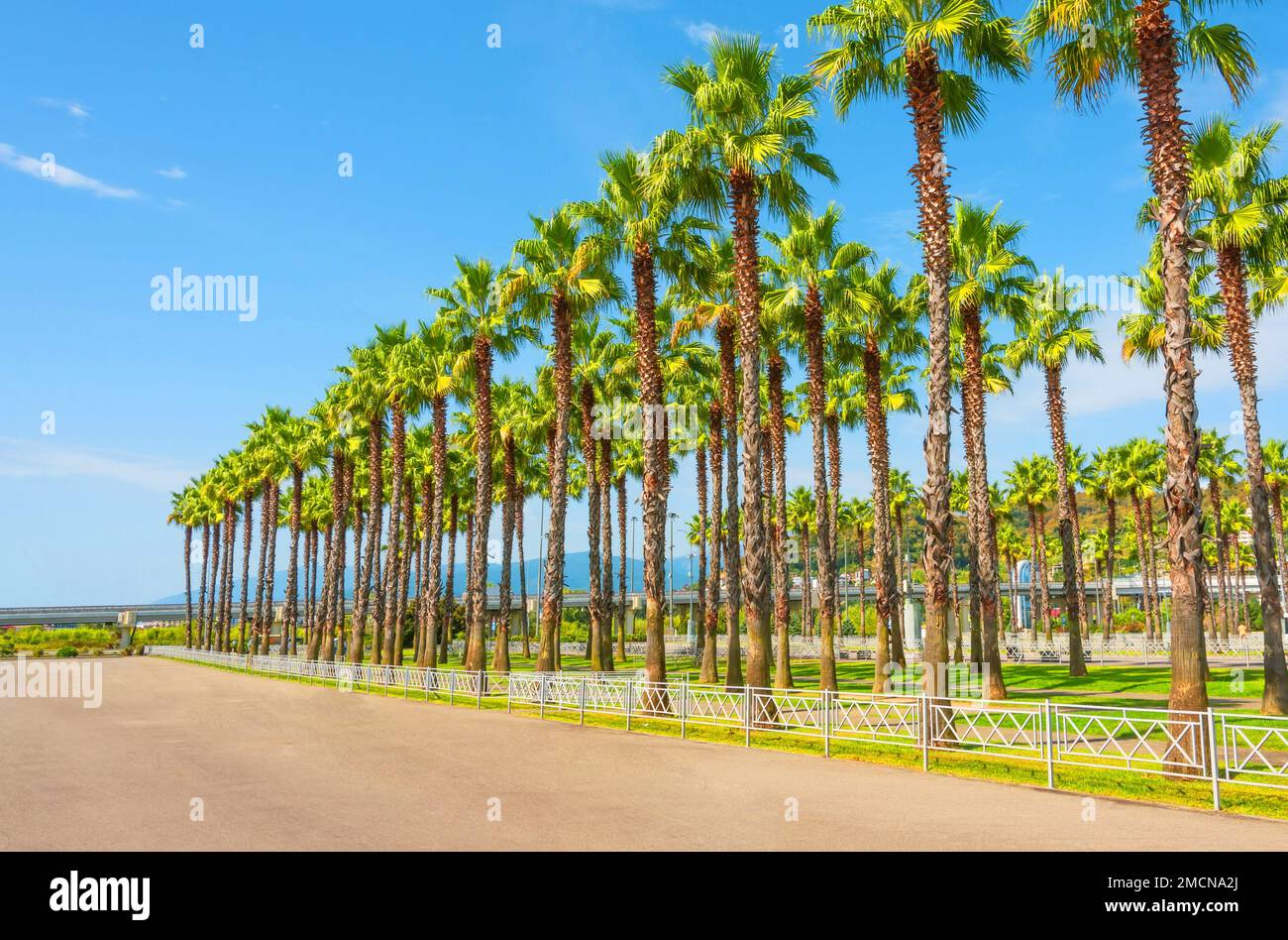Fila de callejón de palmeras un día soleado cálido de la calle de la ciudad Foto de stock