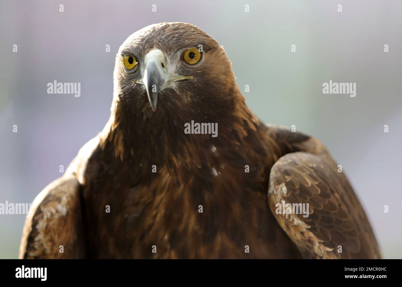 águila dorada de fútbol fotografías e imágenes de alta resolución - Alamy