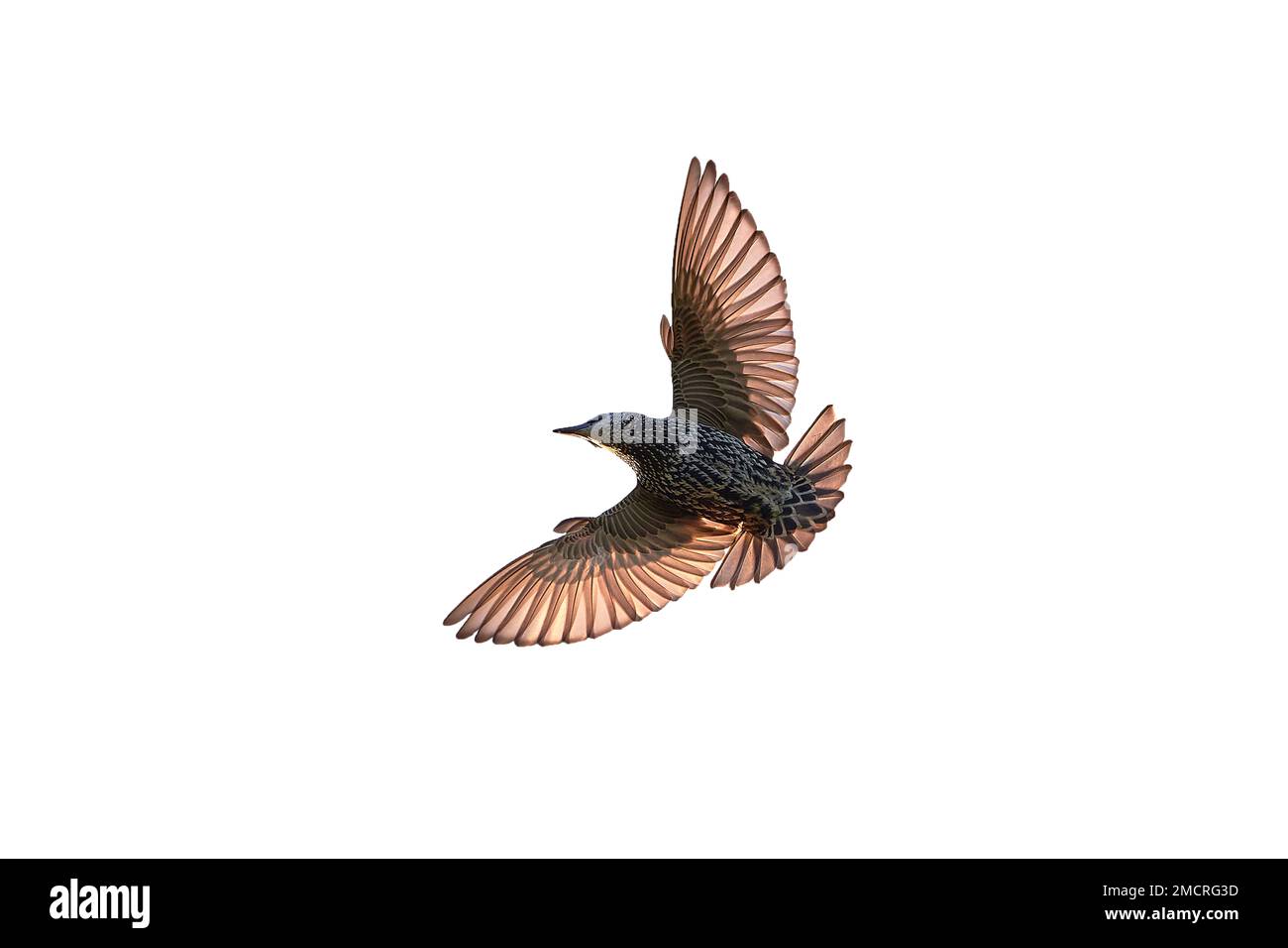Pájaro estornino común en vuelo aislado (Sturnus vulgaris) Foto de stock