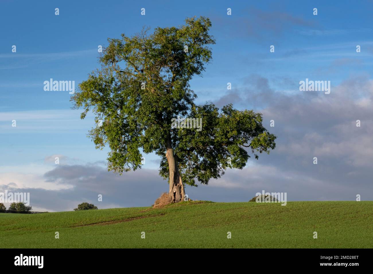 Fresno (Fraxinus excelsior) en verano, Wych más alto, cerca de Malpas, Cheshire, Inglaterra, REINO UNIDO Foto de stock