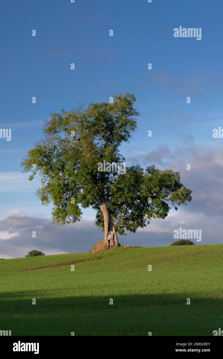 Fresno (Fraxinus excelsior) en verano, Wych más alto, cerca de Malpas, Cheshire, Inglaterra, REINO UNIDO Foto de stock