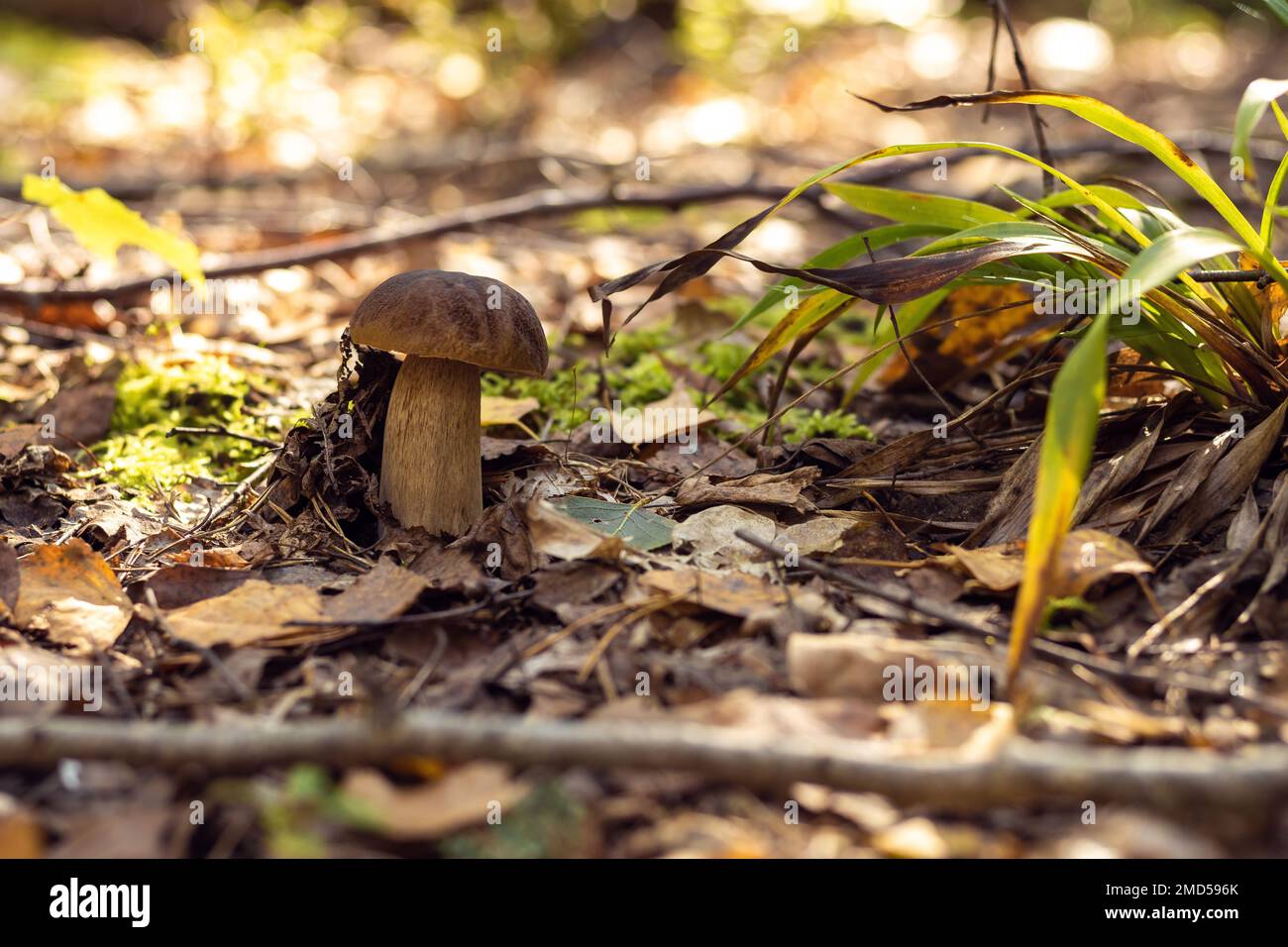 Boletus edulis blanco en naturaleza