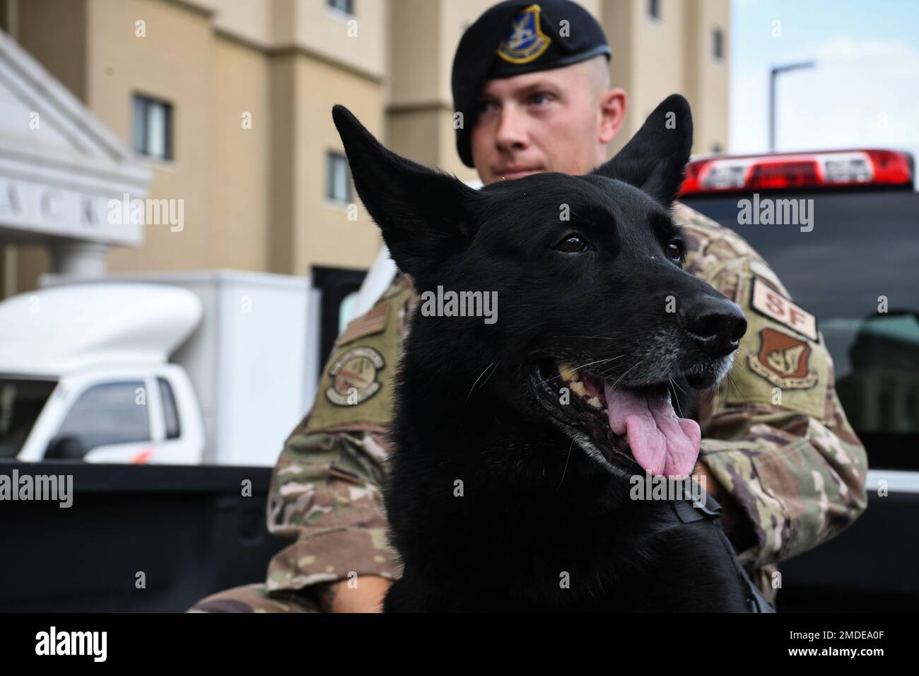 Alan, perro de trabajo militar asignado al Escuadrón de las Fuerzas de  Seguridad 8th, se encuentra en una cama de camión en la Base Aérea de  Kunsan, República de Corea, el 22