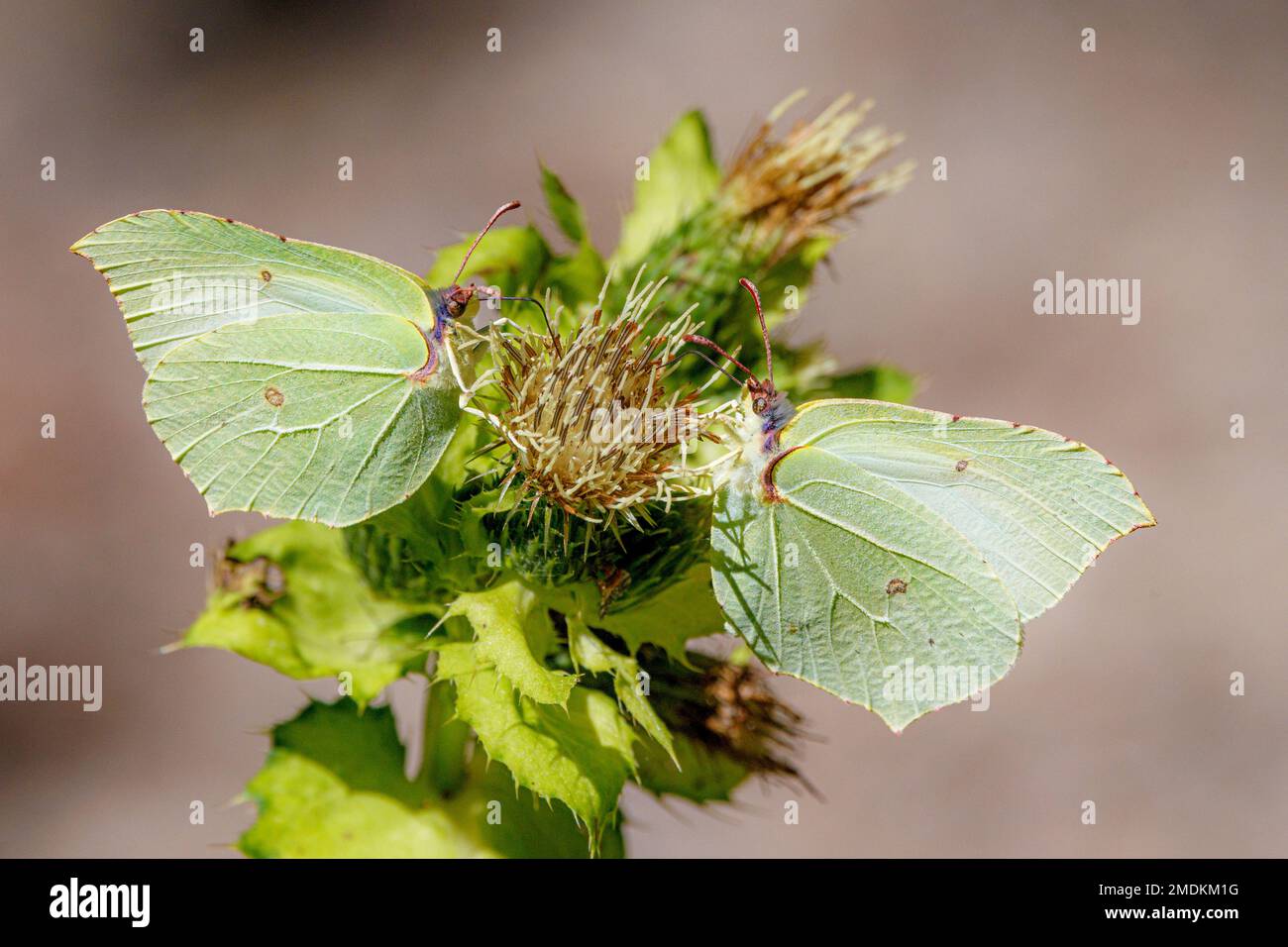 Azufre (Gonepteryx rhamni), dos hembras bebiendo en las flores del cardo (Cirsium oleraceum), Alemania, Baviera Foto de stock