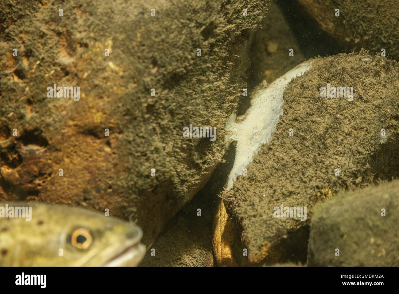 Esponja de agua dulce mayor (Ephydatia fluviatilis), se sienta en piedra de guijarros con algas Foto de stock