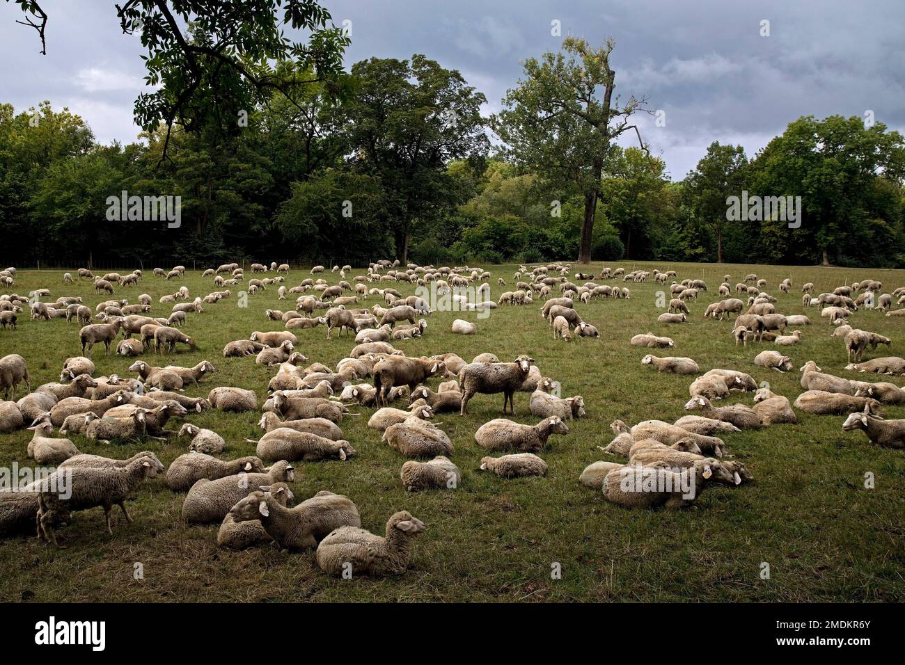 Ovejas domésticas (Ovis ammon f. aries), bandada de ovejas en un prado en el parque en el río ILM, Alemania, Thueringen, Weimar Foto de stock