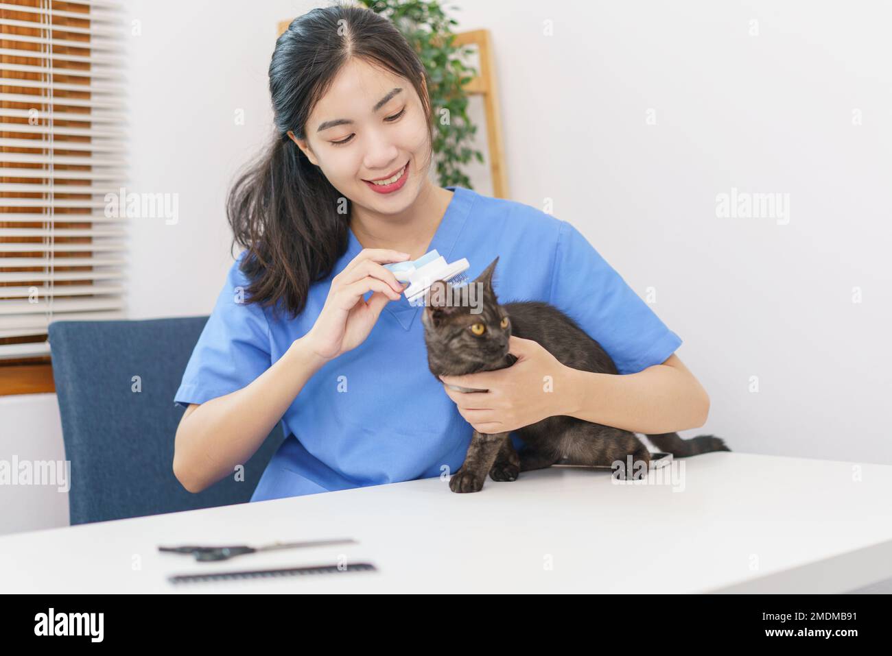 Concepto de salón de mascotas, Veterinaria Femenina Use peinando el cepillo de pelo para cepillar la piel del gato en el salón. Foto de stock