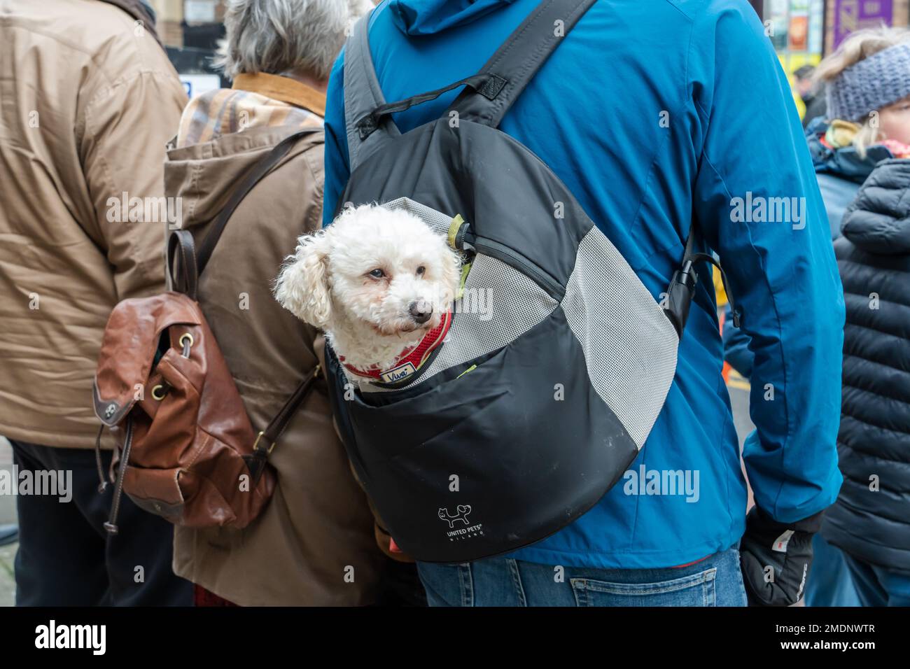 Un perro que se lleva en una mochila de United Pets en una concurrida calle de la ciudad en el Reino Unido. Foto de stock