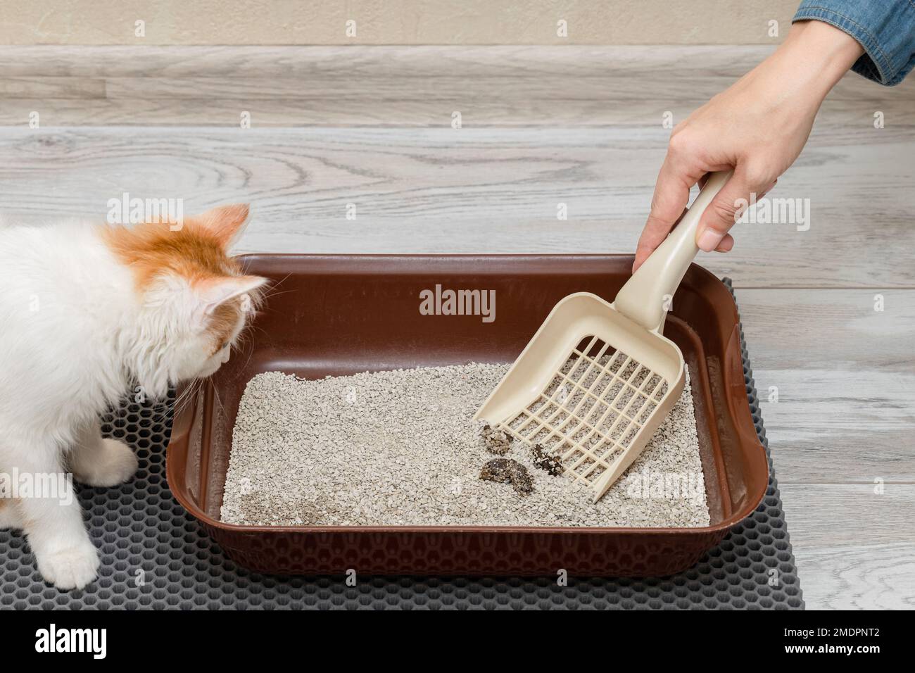 Caja de arena para gatos de limpieza de manos femeninas con pala